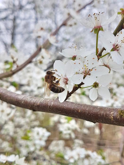 spring flowers with a bee