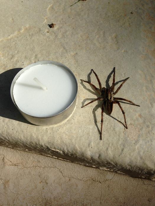 the spider is sitting near the candle