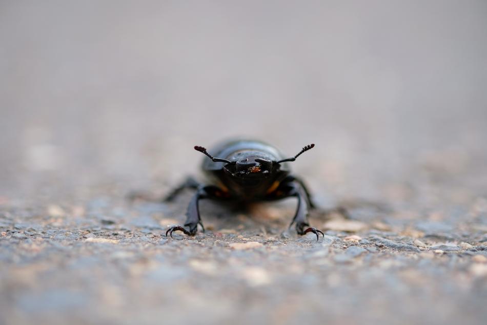 идфсл Stag Beetle