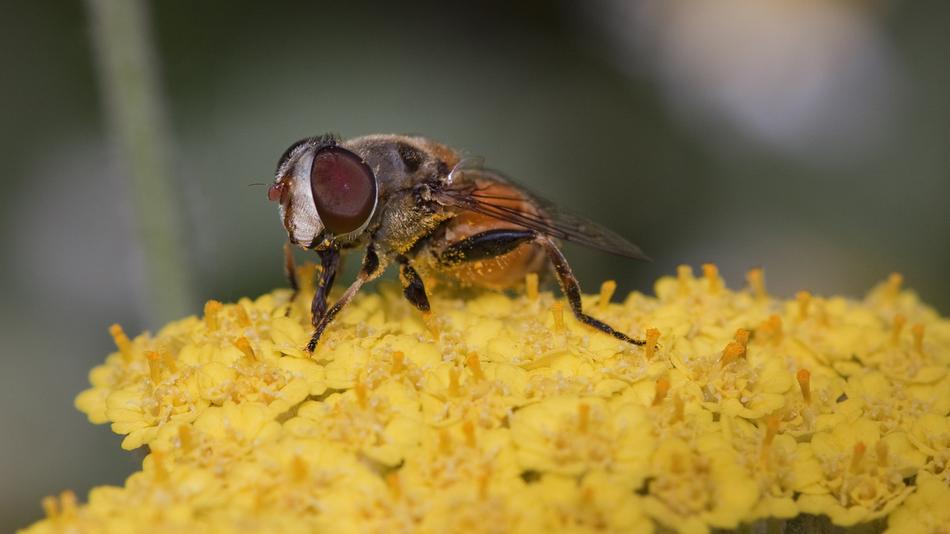 Insect Nature Flower Global