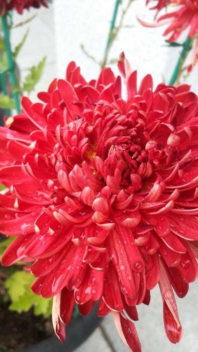 Chrysanthemum Flowers Plants