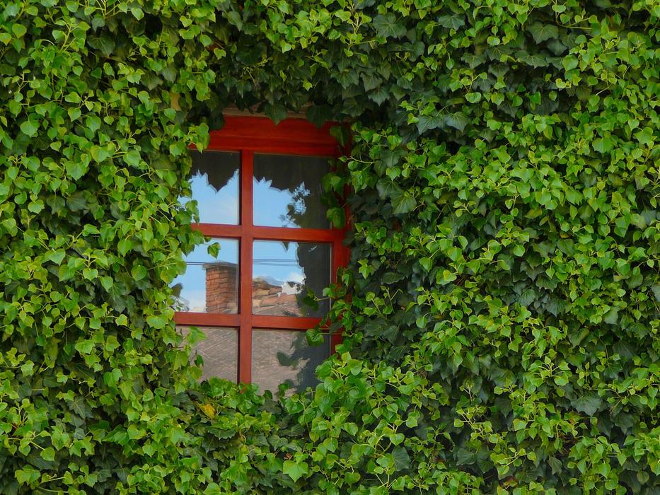 Window Amber