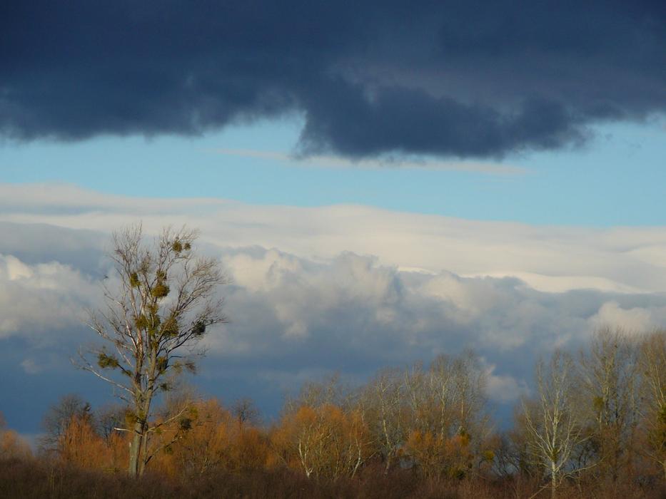 a tree in a field under a dark sky