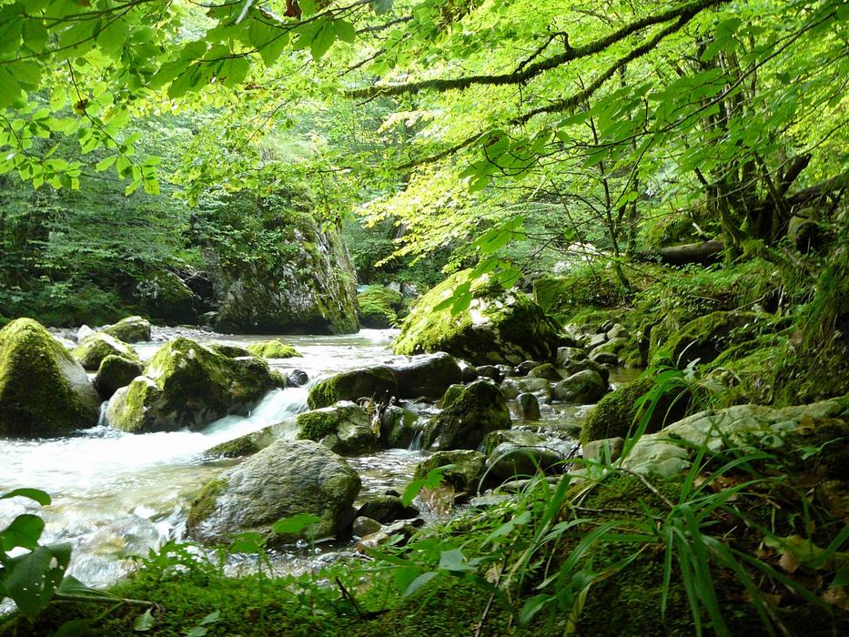 Stream Deciduous