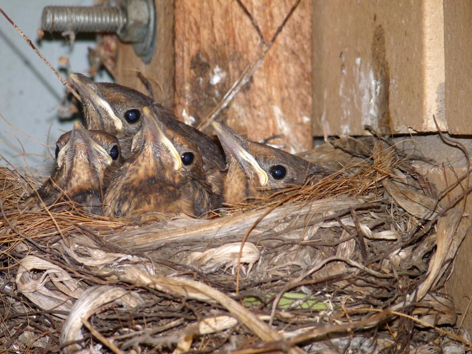 Blackbird Babies In