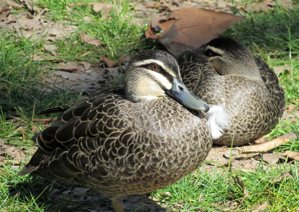 Ducks Wild