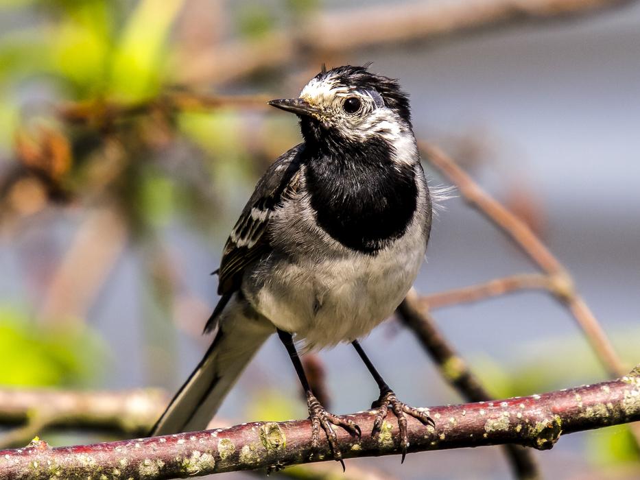White wagtail on a branch