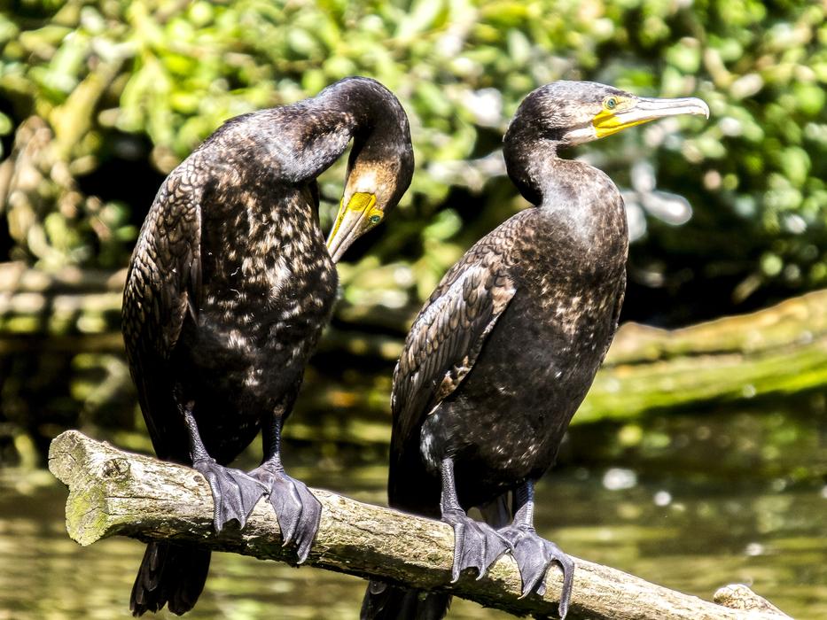 a couple of cormorants near the lake