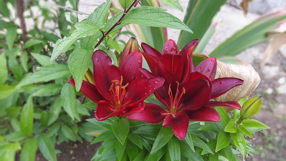 Lily Garden