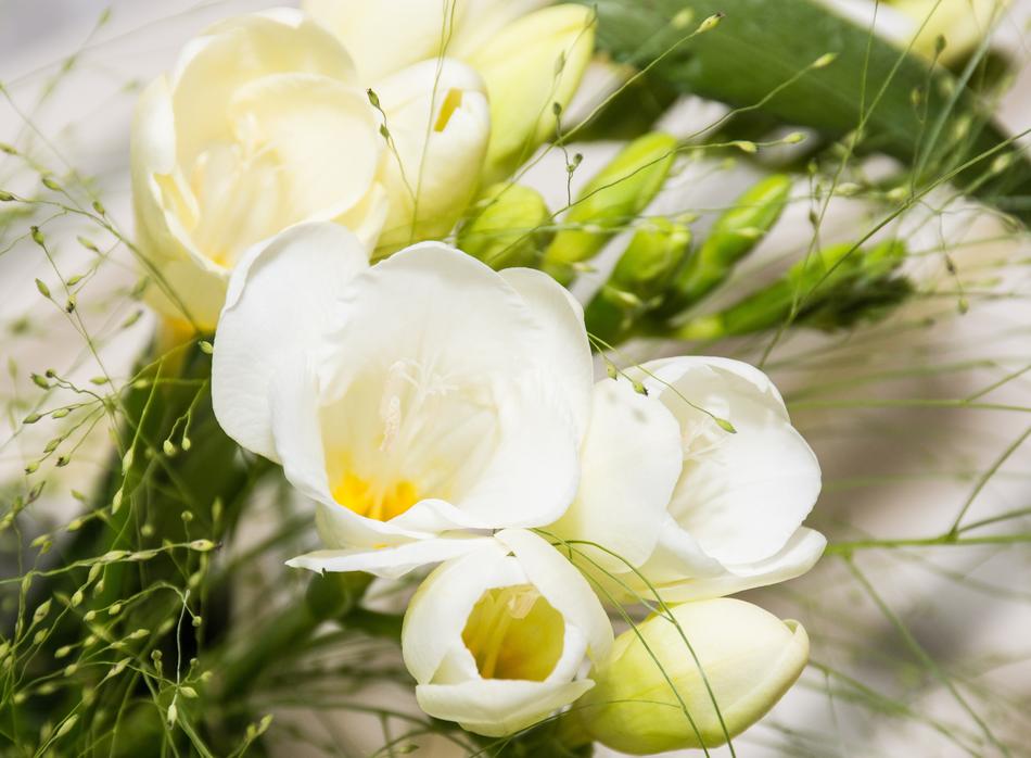 Freesia White Blossom Schnittblume