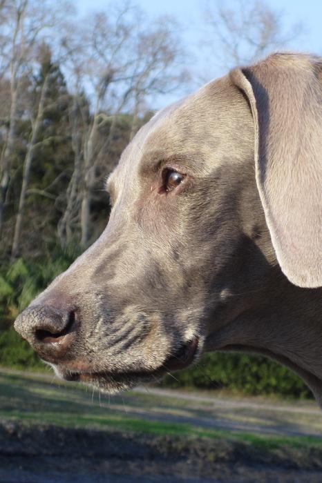 Profile portrait of the beautiful and cute, grey Weimaraner dog