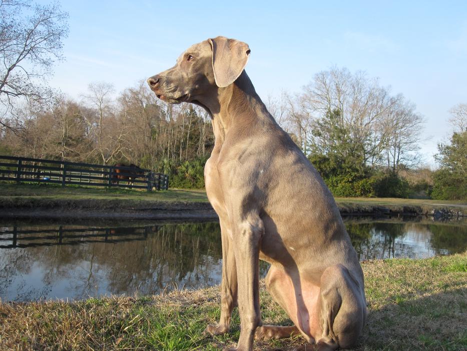Canine Kid Weimaraner macro