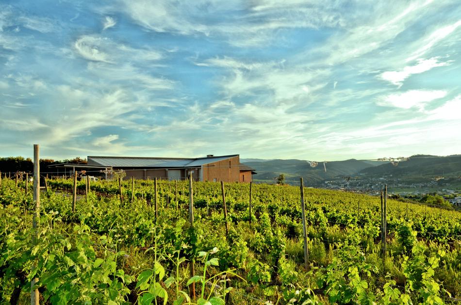 Vineyard Strain Vine