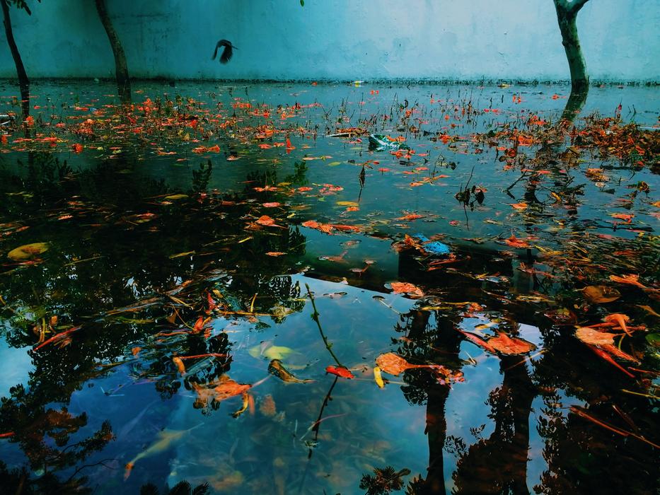 cute fish in the lake