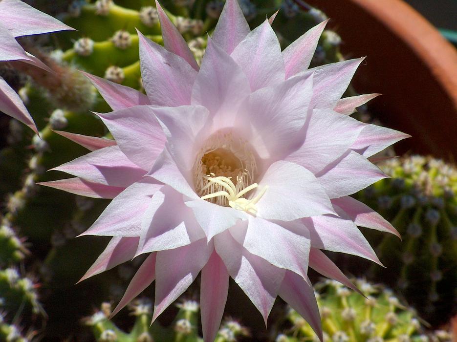 Echinopsis Plants