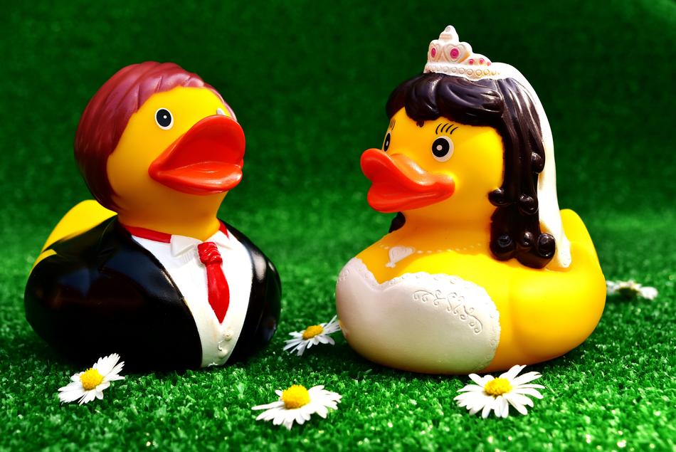 wedding ducks
