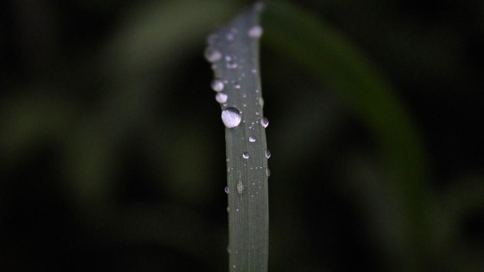 drops of water on the grass in the forest