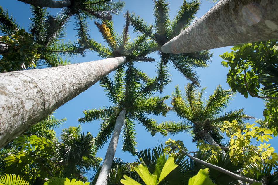 Florida Palms Sunny Day