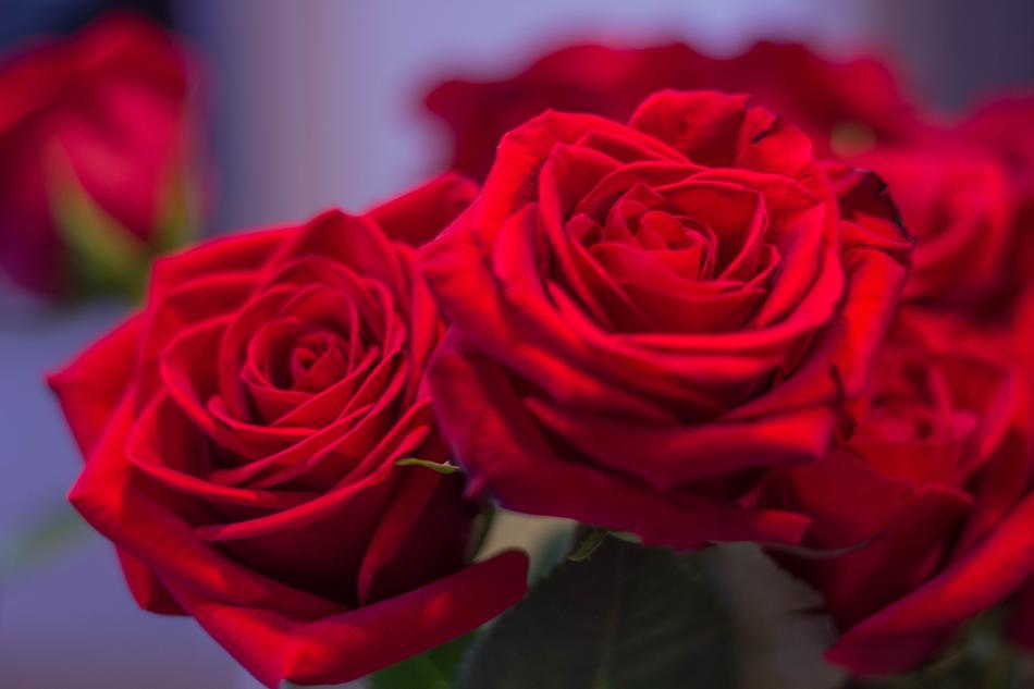 red roses bouquet in a vase