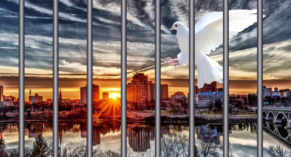 Beautiful white dove in prison