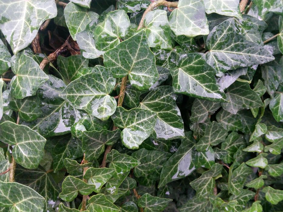 Green Wet Ivy