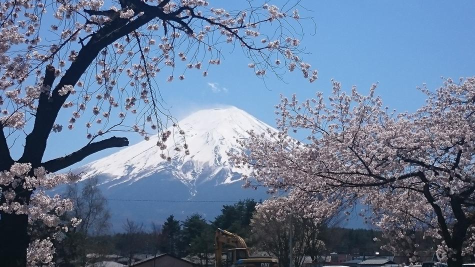 Mt Fuji Cherry Blossoms Sakura