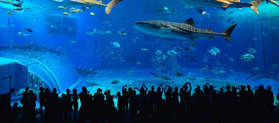 Okinawa Kuroshio The Whale