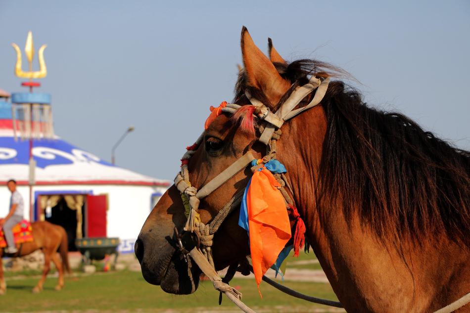 Prairie Horse