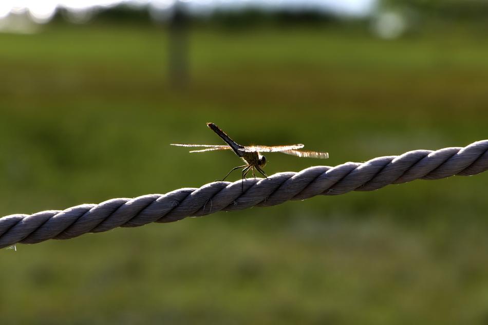 little dragonfly on the iron fence