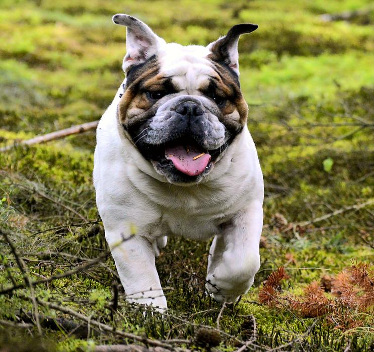 Pet Bulldog Dog