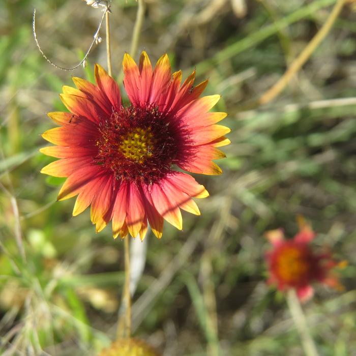 Indian Paintbrush Wildflower
