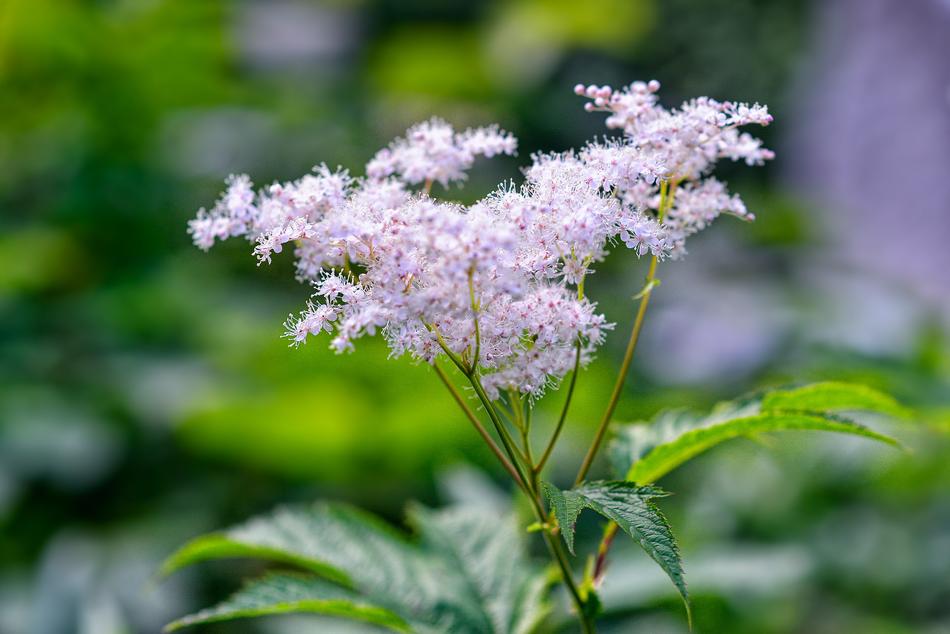 Wild Grass New Meadowsweet