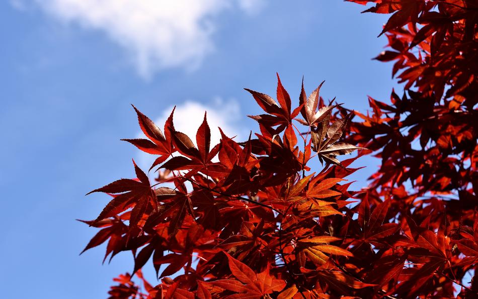 Japanese Red Maple Tree