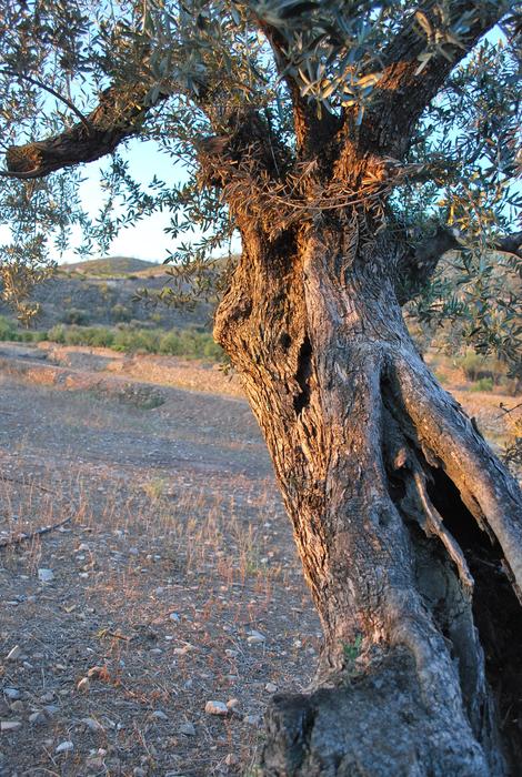 Tree Olive