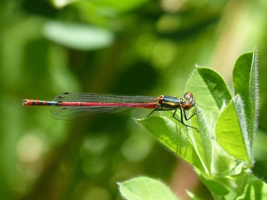 Dragonfly Leaf Red