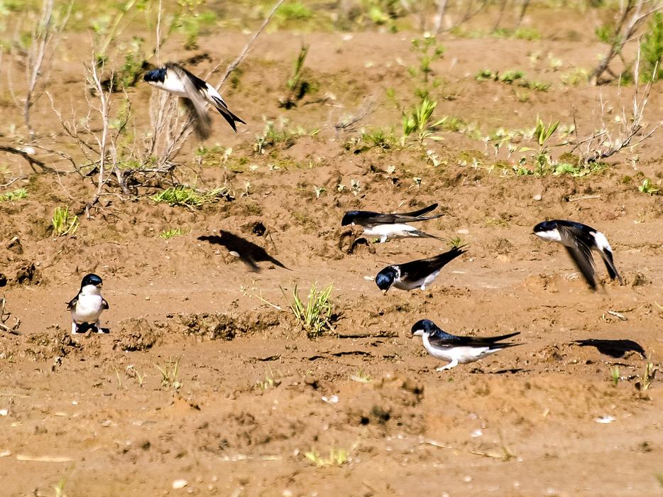 flock of Common house martins on ground