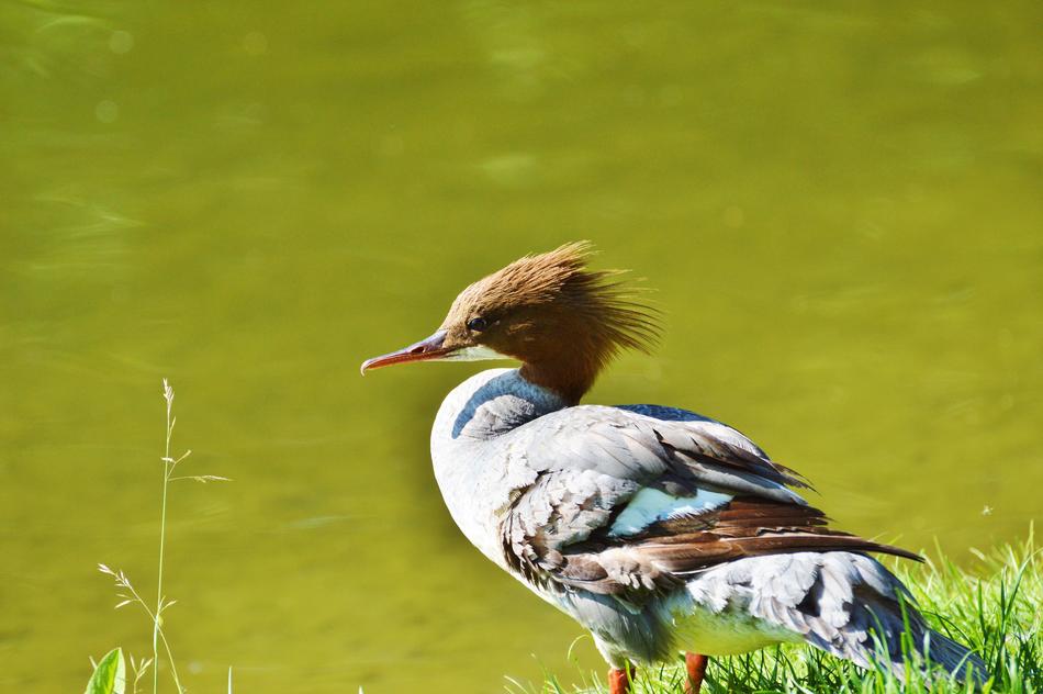 Merganser Ducks on lake coast