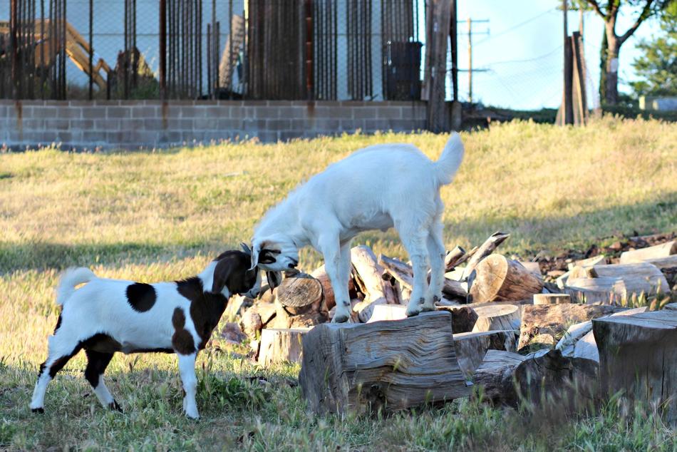 domestic goats on a farm in the shade of trees