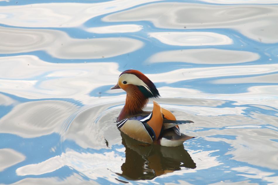 Animals Birds Duck Mandarin