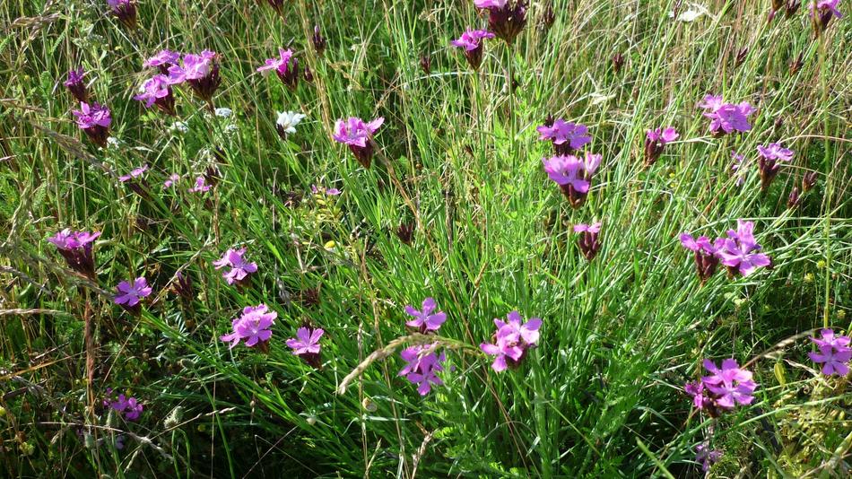 Campion Flowers Reported Wild