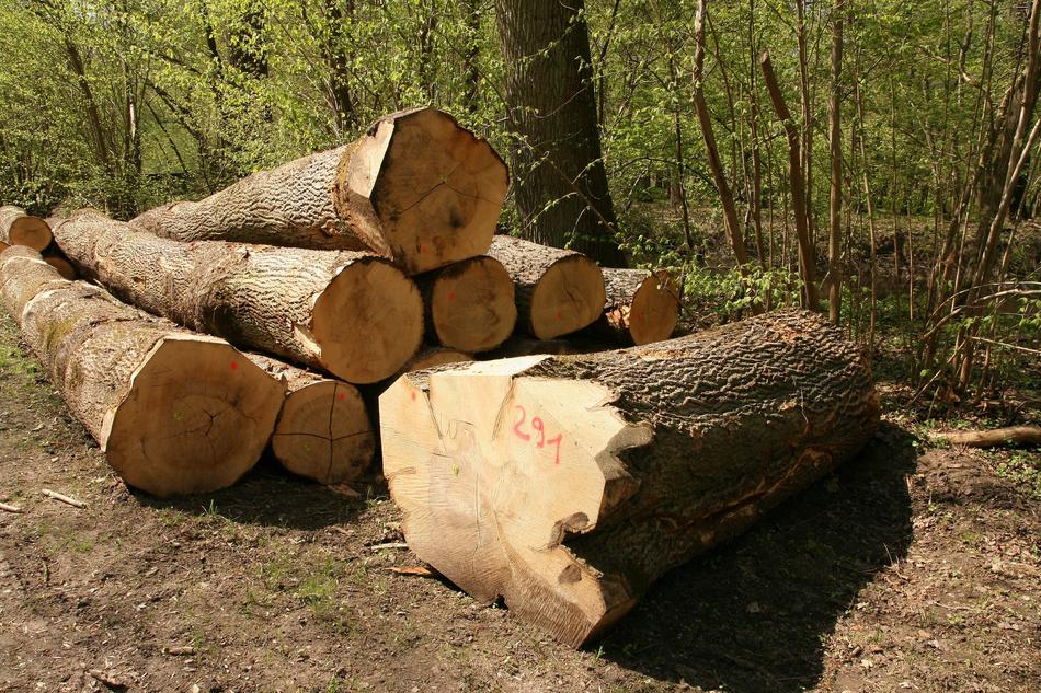 wooden logs in the forest