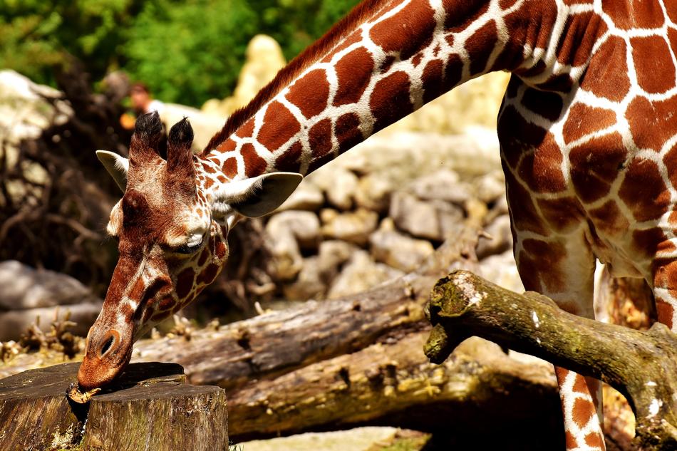 Giraffe Wild Animal Stains Long