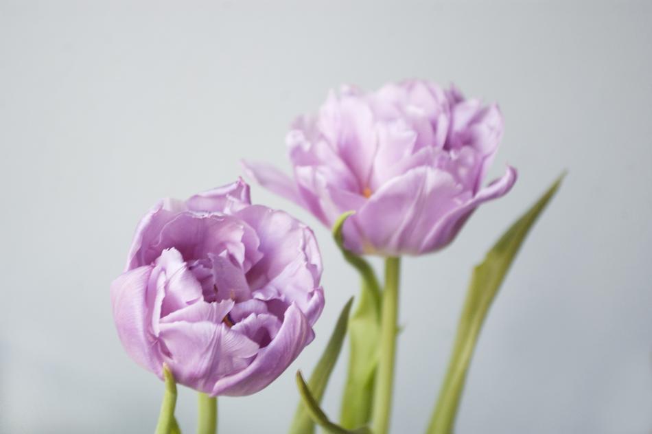 Flowers Tulips Spring