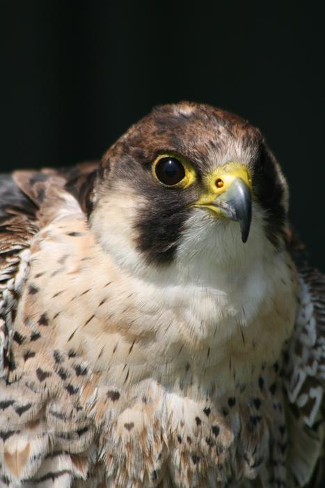 Bird Of Prey Beak