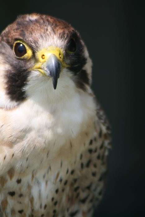 Bird Of Prey Beak