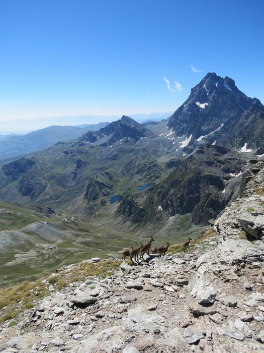 Viso Mozzo With Ibex From The