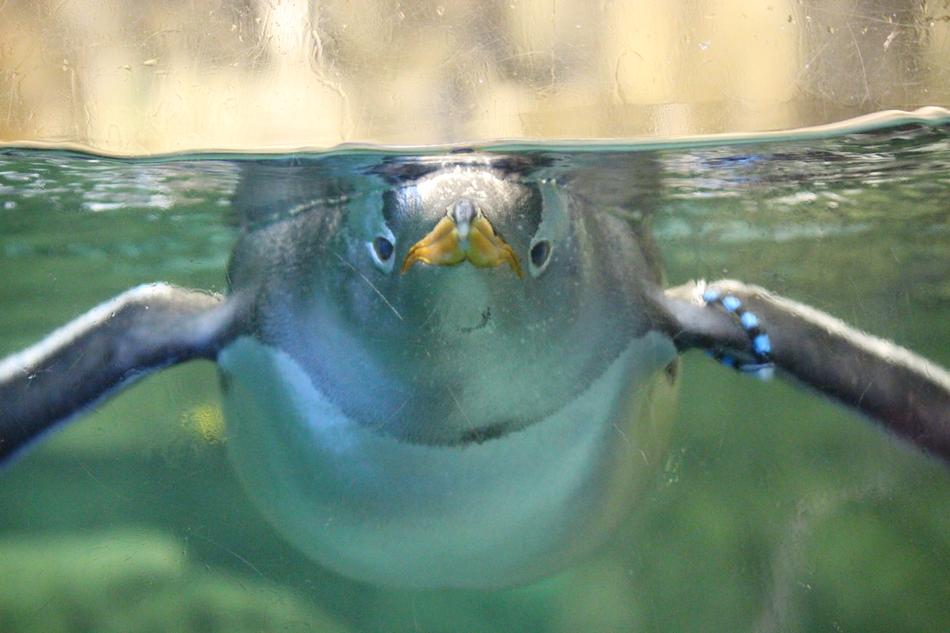 Penguins Aquatic Birds Flightless