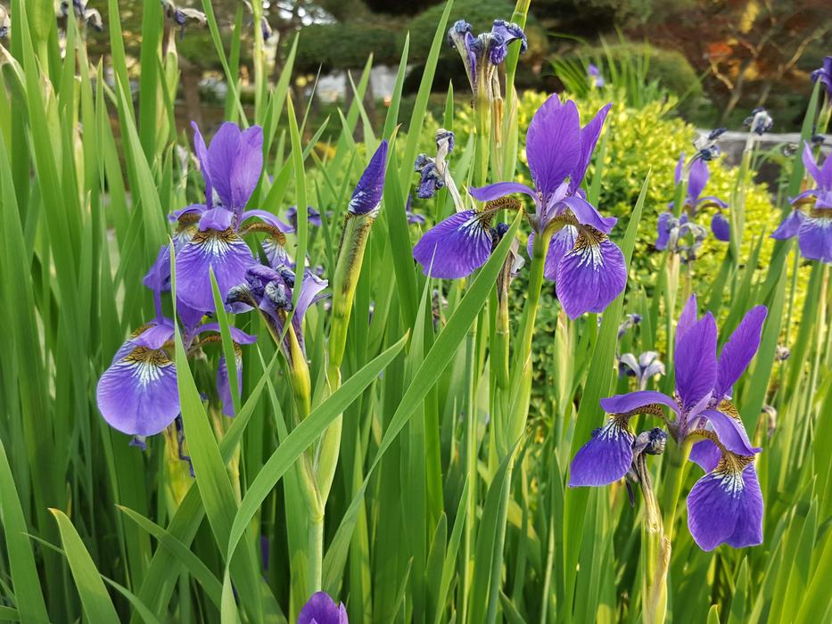 Iris