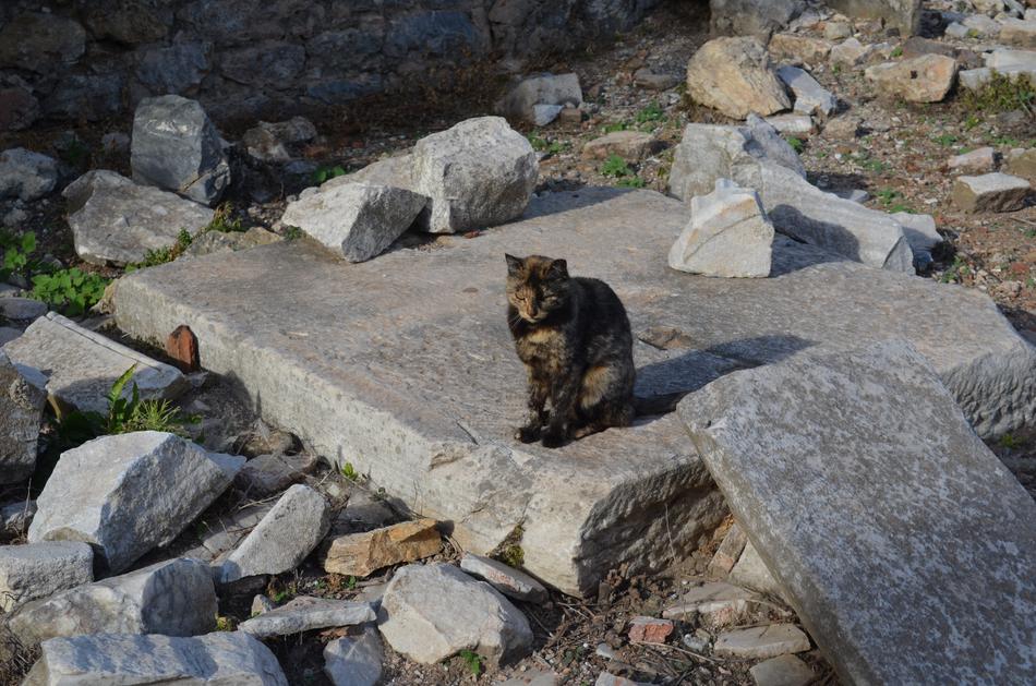Cat Ephesus stone