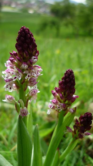Brand Boys Herb German Orchid